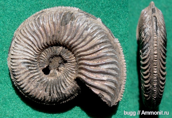 юра, Amoeboceras, Jurassic