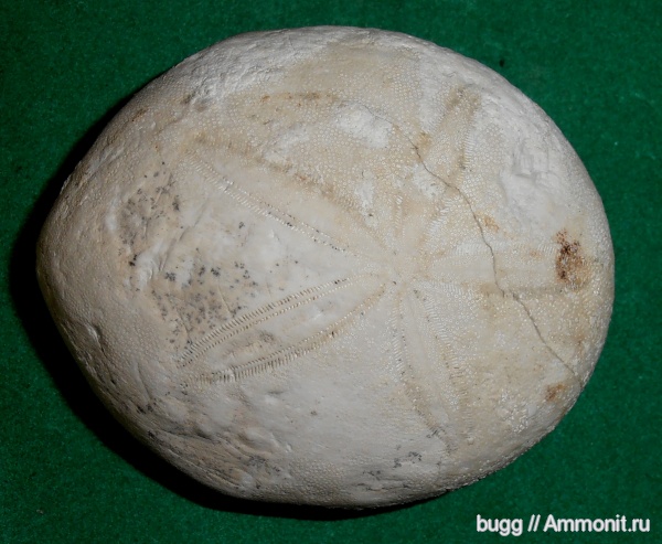 морские ежи, палеоген, Крым, Белогорск, Пролом, Echinolampas