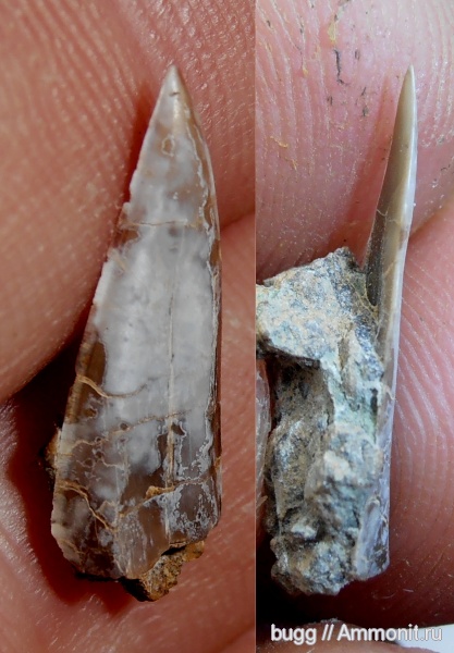 юра, рыбы, акулы, Крым, зубы акул, Тыловое, Jurassic, fish, shark teeth, sharks