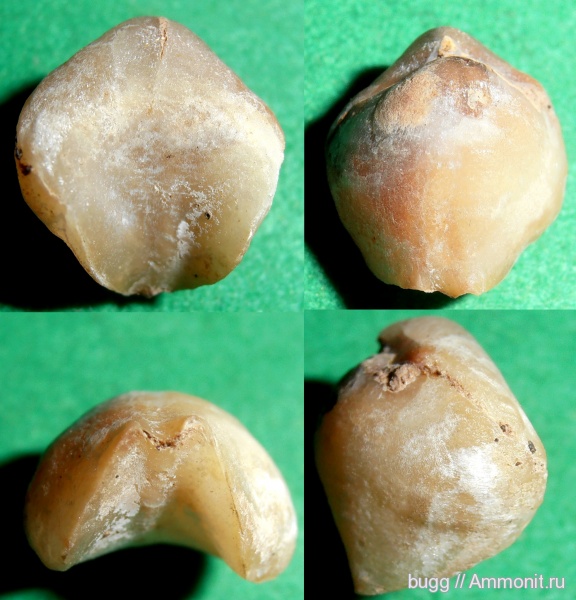 брахиоподы, мел, баррем, нижний баррем, Верхоречье, Rhynchonellida, Lacunosella, Lacunosella eichwaldi, Barremian, Cretaceous