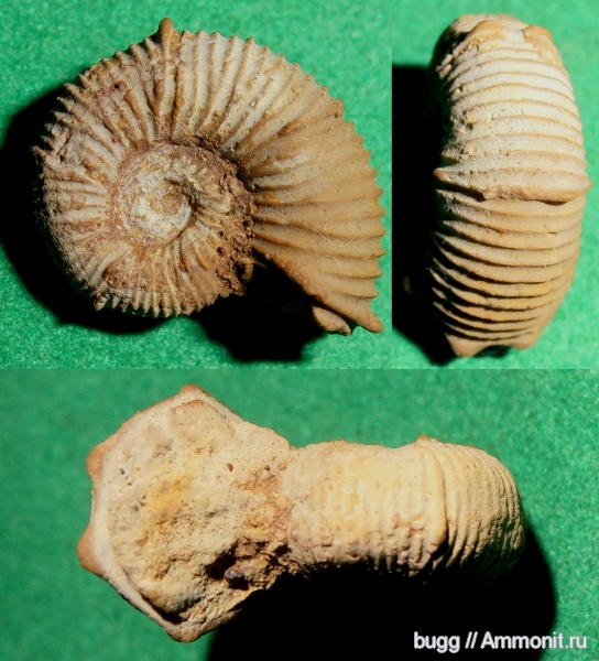 мел, баррем, нижний баррем, Holcodiscus, Holcodiscus caillaudianus, Верхоречье, Barremian, Cretaceous