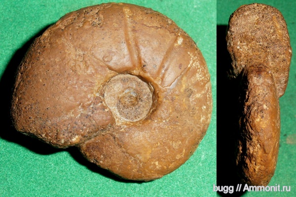 мел, Крым, баррем, нижний баррем, Barremites, Верхоречье, Barremites charrierianus, Barremian, Cretaceous