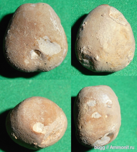 морские ежи, мел, Крым, баррем, нижний баррем, Верхоречье, Tithonia, Barremian, Cretaceous, Corthya, Corthya ambigua