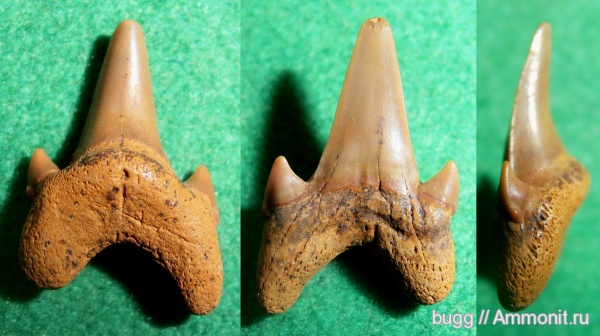 рыбы, сеноман, зубы акул, Cenomanian, fish, shark teeth