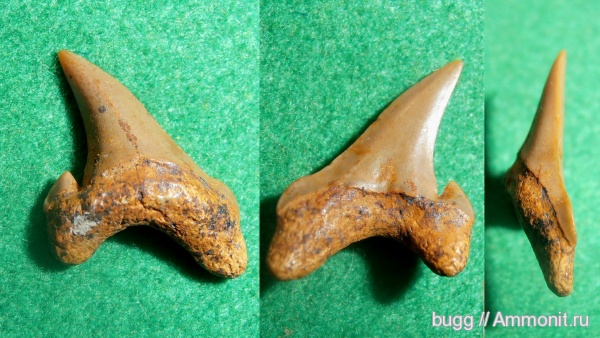 рыбы, сеноман, зубы акул, Cenomanian, fish, shark teeth