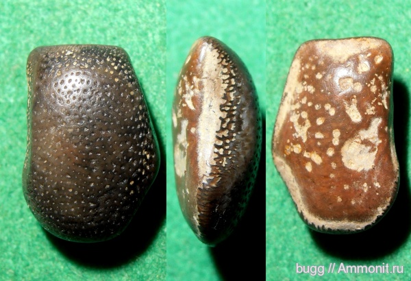 мел, рыбы, Крым, готерив, зубы акул, Asteracanthus, Hauterivian, Cretaceous, fish, shark teeth, нижний готерив