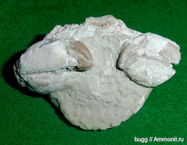 палеоген, Крым, Xanthopsis, крабы, Бахчисарайский район