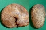 Cymatoceras