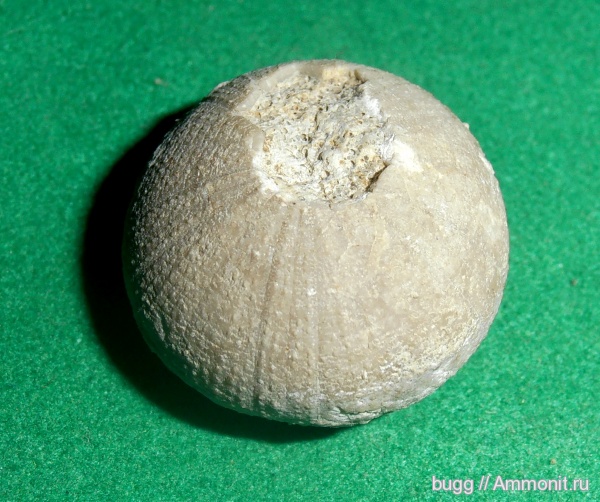 морские ежи, мел, Крым, готерив, Петрово, Stomechinidae, Cretaceous, нижний готерив