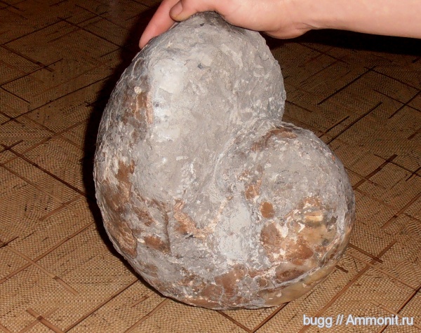 нижний мел, Крым, Балаклава, Lower Cretaceous