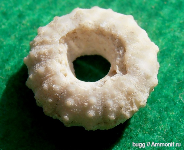 морские ежи, палеоген, Крым, Инкерман, Rachiosoma