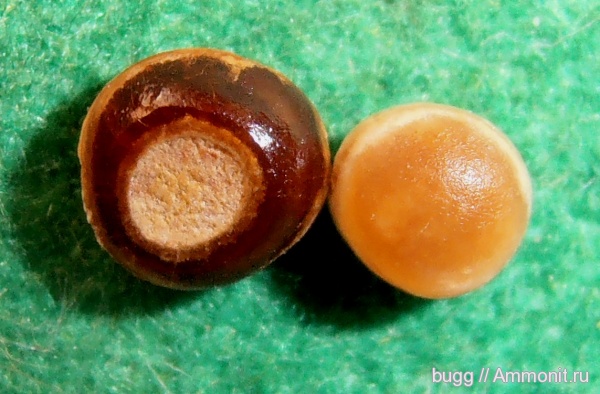 палеоген, зубы рыб, Инкерман, Pycnodontiformes, fish teeth