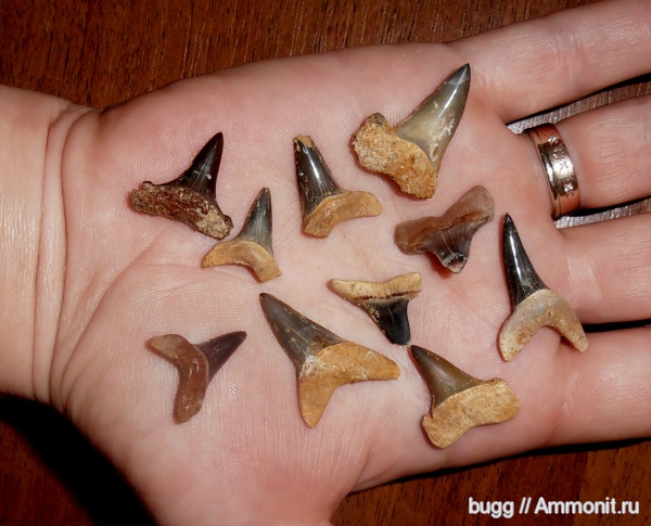 палеоген, зубы акул, Macrorhizodus, Пролом, shark teeth