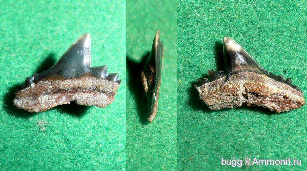 палеоген, зубы акул, Physogaleus, Carcharhiniformes, Пролом, shark teeth