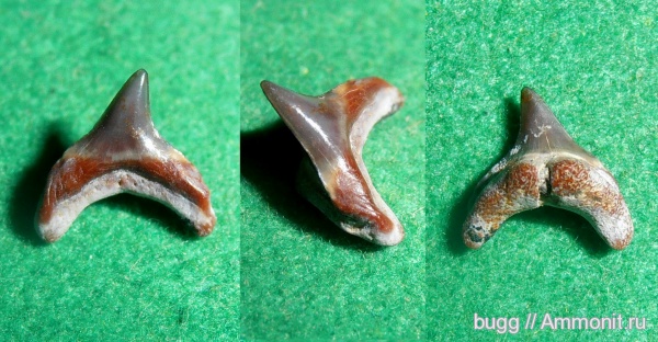 палеоген, зубы акул, Alopias, Белогорский район, Пролом, shark teeth