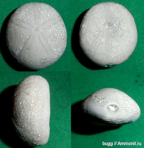 морские ежи, палеоген, Крым, Белогорский район, Пролом, Gitolampas