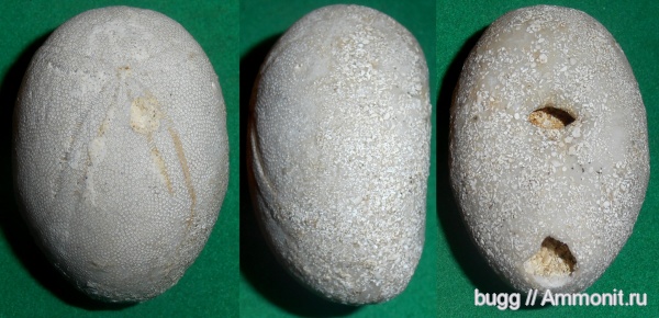 морские ежи, палеоген, Крым, Белогорский район, Пролом, Echinolampas