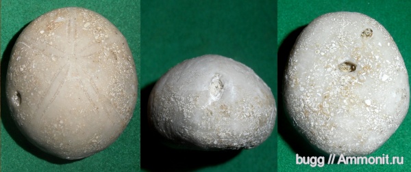 морские ежи, палеоген, Крым, Белогорский район, Пролом, Gitolampas