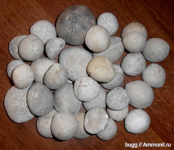 морские ежи, мел, Крым, Белогорский район, Cretaceous