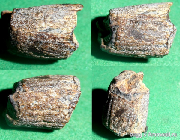 мел, готерив, Симферополь, зубы рептилий, Петропавловский карьер, Hauterivian, Cretaceous, нижний готерив