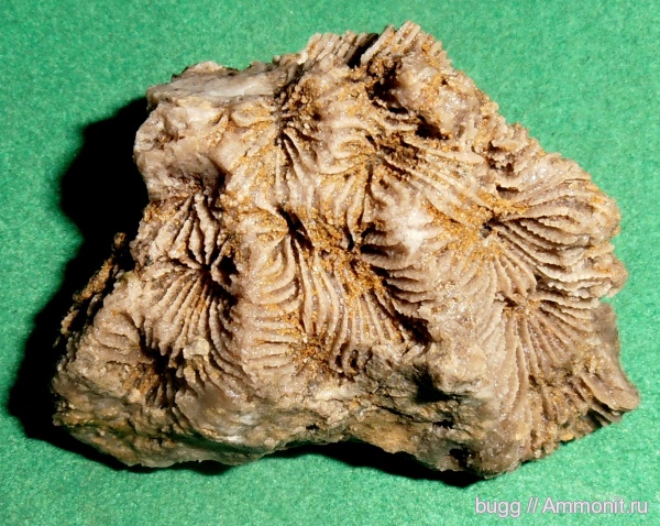 мел, кораллы, готерив, Scleractinia, Петропавловский карьер, Петрово, Cretaceous, нижний готерив