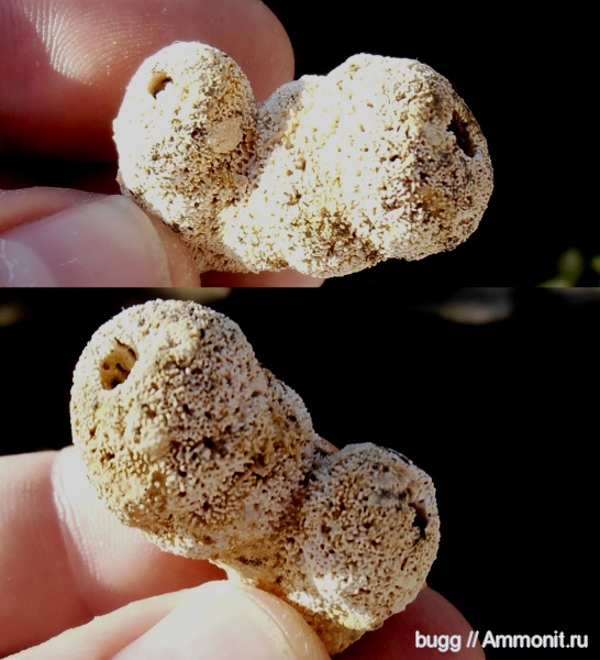 мел, губки, Крым, Петропавловский карьер, Peronidella, Cretaceous