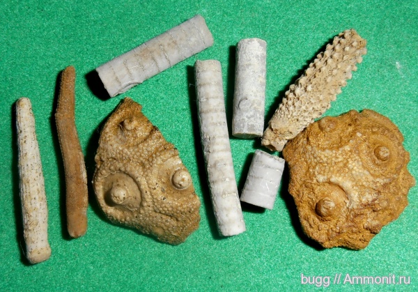 морские ежи, морские лилии, иглокожие, Крым