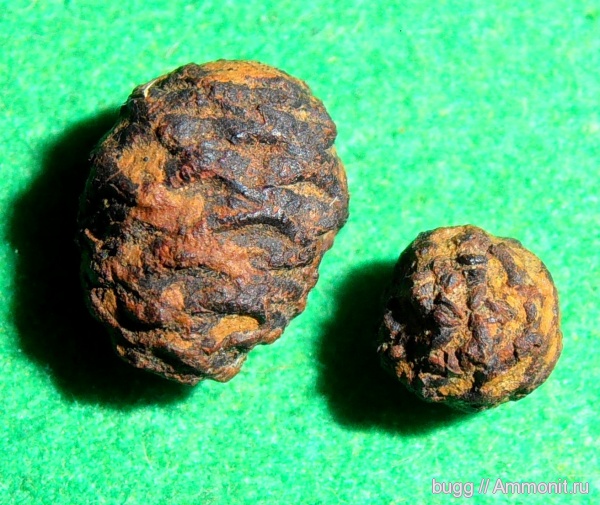 юра, Крым, шишки, Тыловое, Jurassic