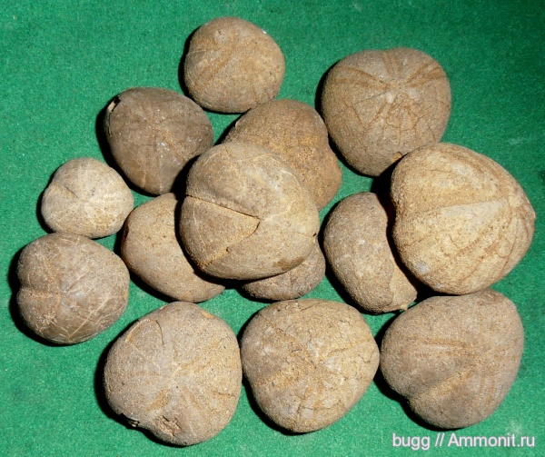 мел, Крым, готерив, Toxaster, Toxaster retusus, Верхоречье, Научный, Hauterivian, Cretaceous, нижний готерив