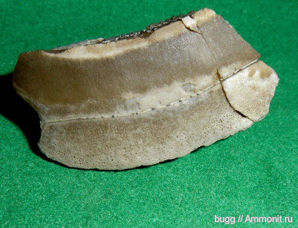 палеоген, зубы, Крым, скаты, Инкерман, teeth