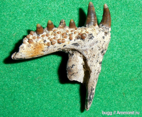 палеоген, рыбы, челюсти рыб, Labroides, fish