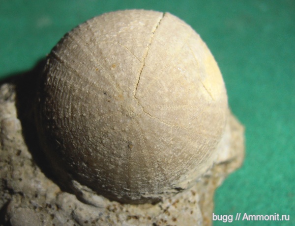 морские ежи, мел, Крым, Петропавловский карьер, Stomechinidae, Cretaceous