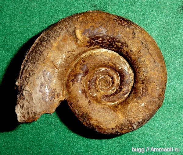 мел, Крым, баррем, нижний баррем, Верхоречье, Protetragonites, Cretaceous