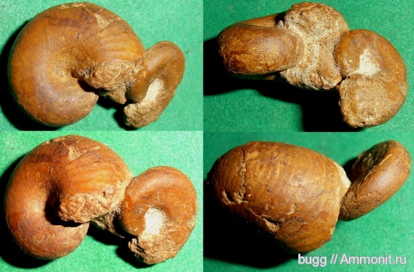 мел, Крым, баррем, нижний баррем, Haploceras, Верхоречье, Phylloceratidae, Phyllopachyceras, Barremian, Cretaceous, Phyllopachyceras cataschiense