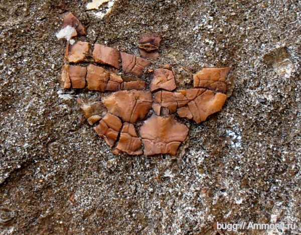 неоген, черепахи, позвоночные, Севастополь