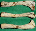 Большеберцовая кость тюленя