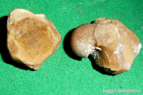 неоген, позвоночные, Севастополь