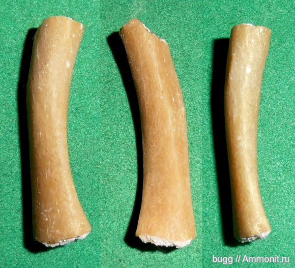 неоген, рёбра, Севастополь