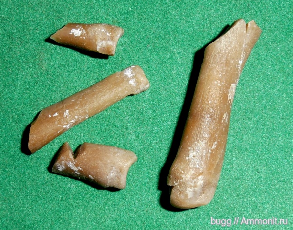 неоген, тюлени, Севастополь