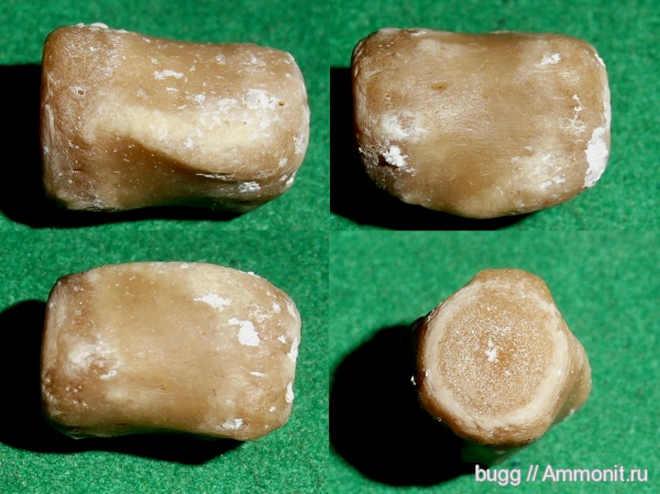 неоген, тюлени, Севастополь, позвонок тюленя