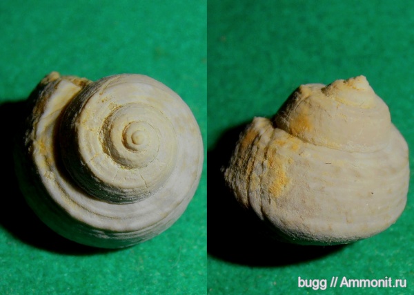 гастроподы, неоген, Trochus, Севастополь, прижизненный узор, Colliculus