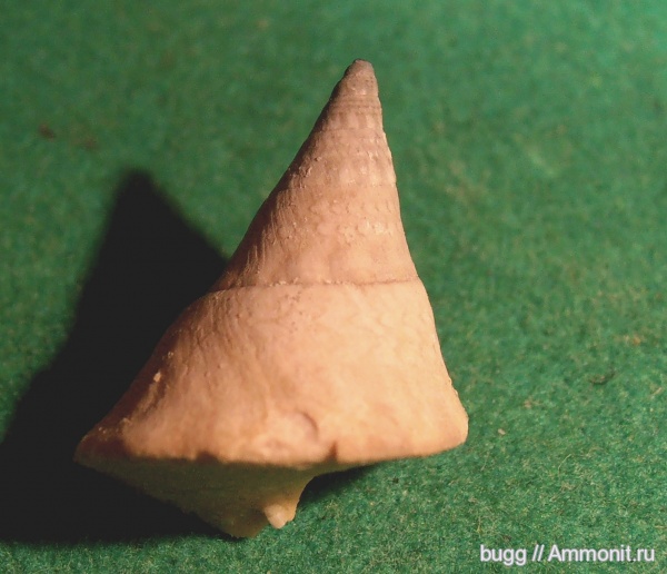 гастроподы, неоген, Trochus, Севастополь, прижизненный узор