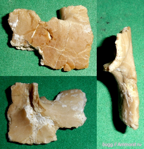 неоген, тюлени, Севастополь