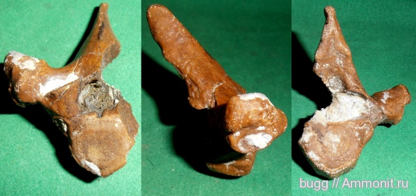 неоген, позвонки, Севастополь