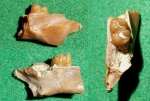 Фрагмент челюсти
