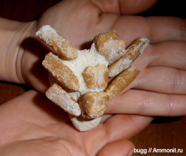 неоген, позвоночные, тюлени, Севастополь