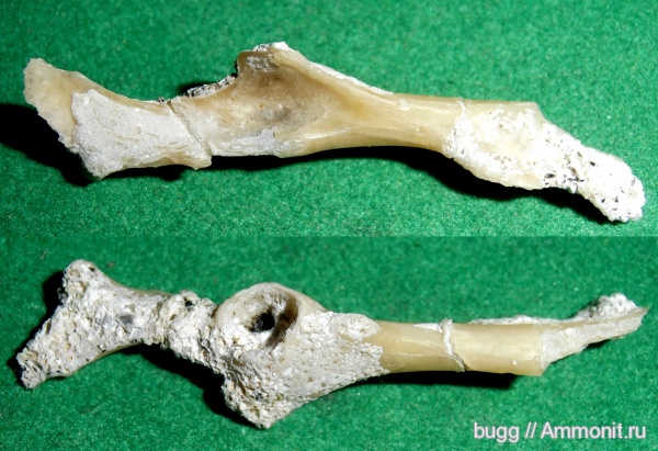 неоген, Севастополь