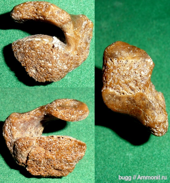 неоген, позвонок тюленя