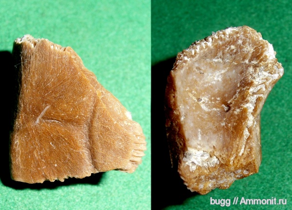 неоген, черепахи