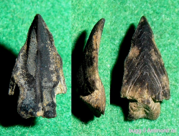 юра, наутилоидеи, Крым, ринхолиты, Jurassic, Leptocheilus